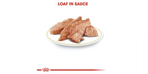 Royal Canin Poodle Adult WET vlažna hrana za odrasle pudle